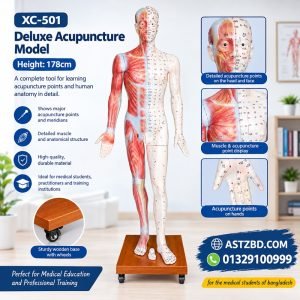 XC-501 acupuncture model 178cm full body front view with meridian lines