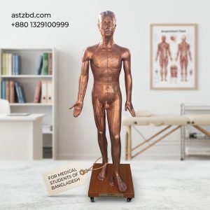 XC-501A copper acupuncture model 178 cm full body front view