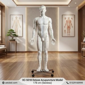 XC-501B sexless acupuncture model 178 cm full body front view